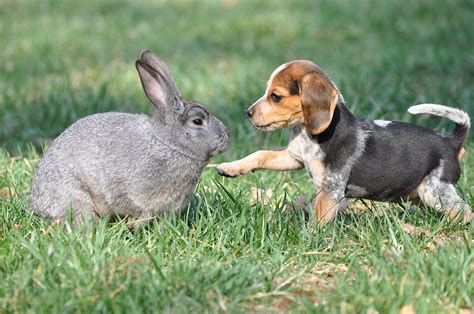 Rabbit Dogs